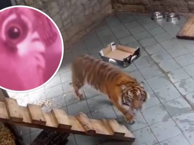 Ciekawska Indera „sprawdziła” kamery. Rezultat: tygrysy 10/10, kamery 0/10