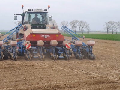 Jakie preparaty do zaprawiania kukurydzy w sezonie 2026? Lista będzie się kurczyć