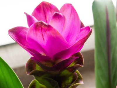 Tropikalna piękność podbija parapety. Od jej kwiatów trudno oderwać wzrok