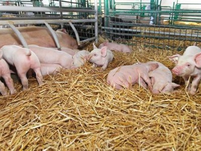 Niemcy: rolnicy mają wydać 4,4 mld euro na dobrostan świń