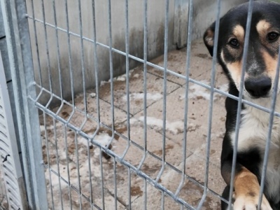 Kontrola za kontrolą w bielskim schronisku. Wszystko jest tam w porządku