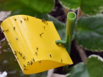 Ziemiórki nie mają z nią szans. Wystarczy posmarować doniczkę