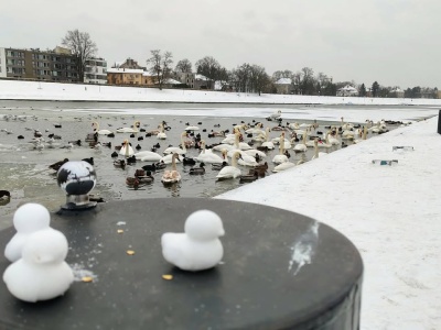 Nie chlebem żyje łabędź. Poradnik z bulwarów pod Wawelem