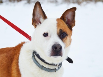 Kontrole w pomorskich schroniskach. „Nie ma uchybień, jeżeli chodzi o dobrostan zwierząt”