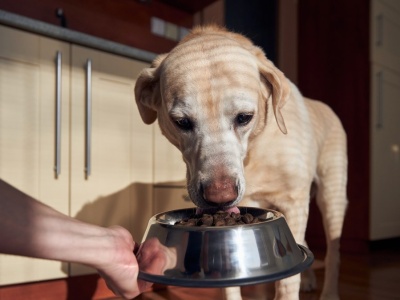 Dodaję regularnie psu do miski. Różnica widoczna gołym okiem