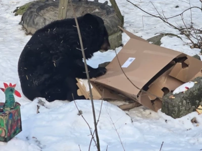 To najstarszy niedźwiedź himalajski, jaki żyje w polskich ogrodach zoologicznych. Kasia ze Śląskiego ZOO właśnie skończyła 39 lat