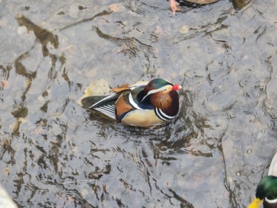 Kolorowy gość w świdnickim Parku Centralnym