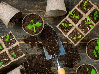 Co wysiewamy w styczniu? Już teraz zacznij pierwsze prace