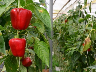 Gigant, Navigator czy Apollo? Którą paprykę wysiać w tym roku?