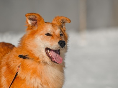 Wojewoda Mazowiecki wydał komunikat w sprawie zamkniętego schroniska. 