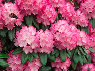 Gdy ustaną mrozy, zrób to z rododendronami. Na wiosnę zakwitną jak nigdy dotąd