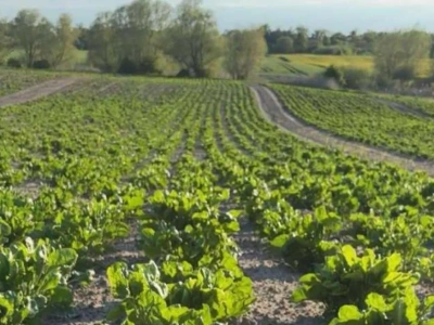 2 zł zamiast 9 za kilogram. Rolnicy załamani: „Mamy tym w piecu palić?”