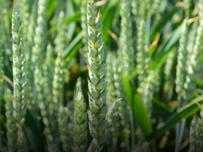 Pszenica jara czy jęczmień jary? Szersze możliwości zbytu w przypadku pszenicy?