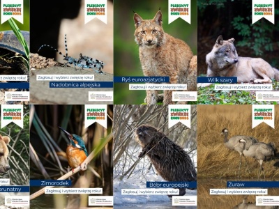 Plebiscyt Zwierzę Roku 2026. Bóbr, żuraw, chomik czy łoś? Zagłosuj