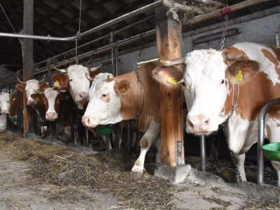 Trzecie ognisko BTV w Polsce. Nowy przypadek na Pomorzu