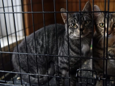 „Choroba odbiera nam przyjaciela”. Młode kobiety oskarżone o znęcanie się nad kotami i fikcyjne zbiórki