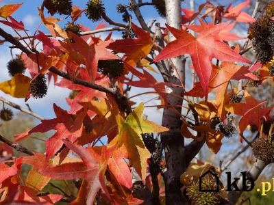 Wygląda jak klon, pachnie jak perfumy. To drzewo podbija polskie ogrody