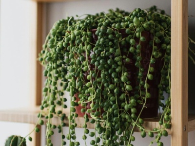 Nowa królowa parapetów. Wypuszcza kaskady zielonych 