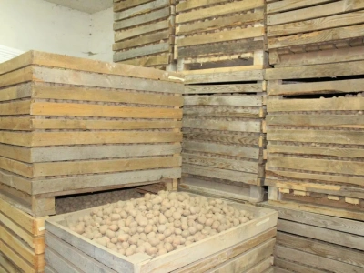 Najwydajniejsze odmiany ziemniaków skrobiowych. Jaką odmianę wybrać wg danych COBORU?