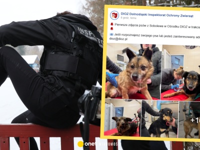 W sieci pojawiły się pierwsze zdjęcia psów z Sobolewa. Apel do właścicieli