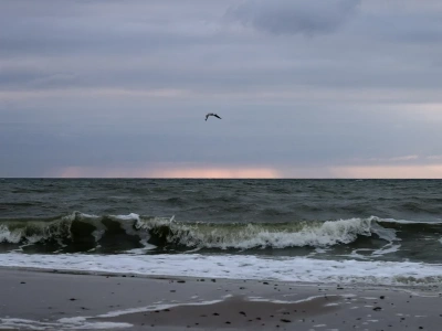 Potężny las wyłonił się z morza. Niesamowite zjawisko znowu nad Bałtykiem