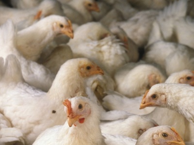 Koniec szybkorosnących kurczaków na fermach. Na razie w jednym kraju Europy