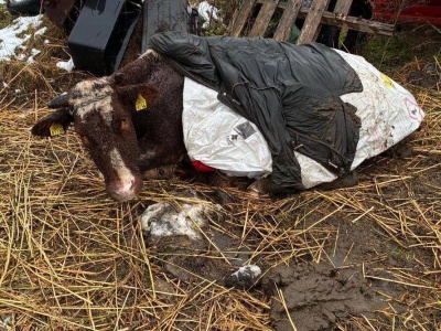 Krowy z wrośniętym w skórę łańcuchem. Nie miały pożywienia i wody