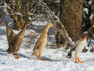 Kolejne ognisko ptasiej grypy na Pomorzu? Padłe zwierzęta na plaży w Mikoszewie