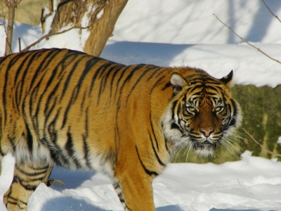 Tygrysica niszczy system monitoringu w zoo. Ogród opublikował nagranie