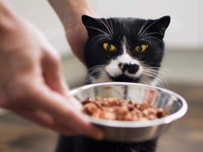 Koci savoir vivre przy misce. Oto na co możesz sobie pozwolić