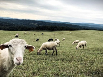 Kozy do roboty, owce na etat. Kraków szuka „zielonych kosiarek” na miejskie łąki