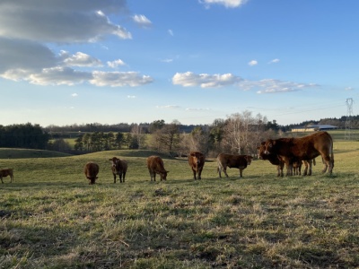 Nowa układanka na rynkach rolnych. Chińskie cła i ich efekty