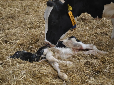 Dopłaty do ubezpieczenia zwierząt 2026: rusza nabór. Kto dostanie 70% zwrotu składki?