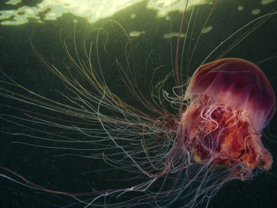 Meduzy śpią jak my. A nawet robią sobie popołudniowe drzemki