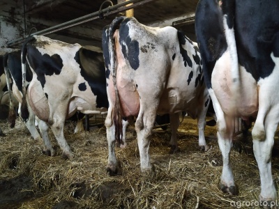 Ceny mleka za grudzień 2025. GUS potwierdza spadek stawek