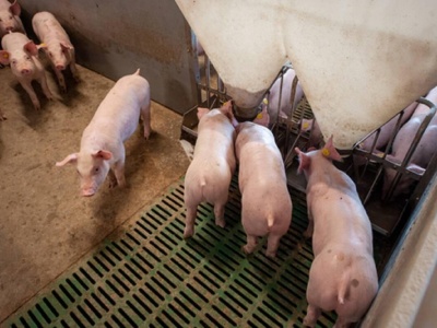 26.01.2026 Ceny sprzedaży warchlaka krajowego i importowanego: wraz z popytem rosną ceny