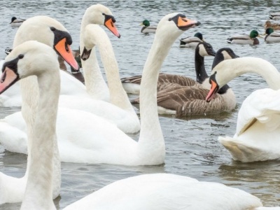 Tylu łabędzi nie było tu od lat. Park narodowy z rekordowym wynikiem