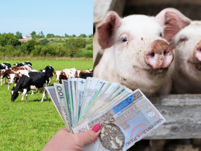 Kiedy ARiRM rozpocznie wypłaty za dobrostan zwierząt?