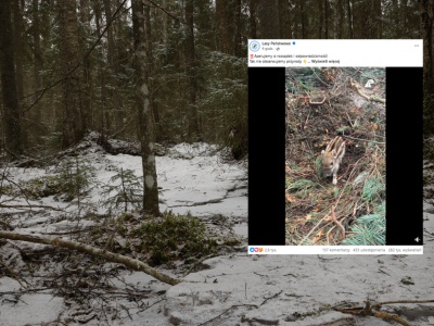 Leśnicy pokazali nagranie i apelują. 