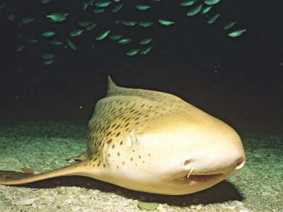 Powrót niezwykłych rekinów w cętki do oceanu. Wielka akcja zagrożonych ryb