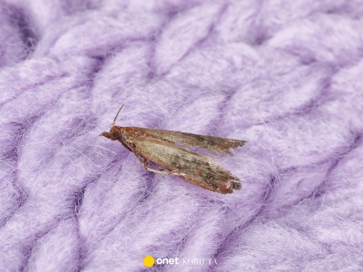 Włóż do szafy tę przyprawę. Nie ma lepszego sposobu na mole