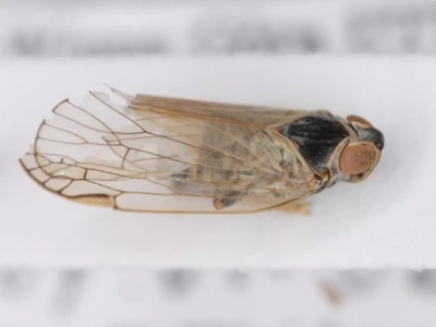 Szroniec zajączek czy cykada trzcinowa? To ten sam owad, a szkodnik jest już w Polsce i rośnie niebezpieczeństwo dla buraków