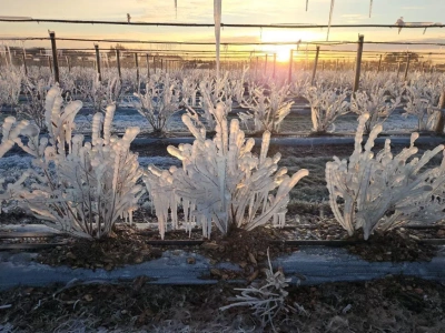 Silne mrozy uderzają w uprawy borówki w USA. Plantatorzy drugi rok z rzędu walczą o plony