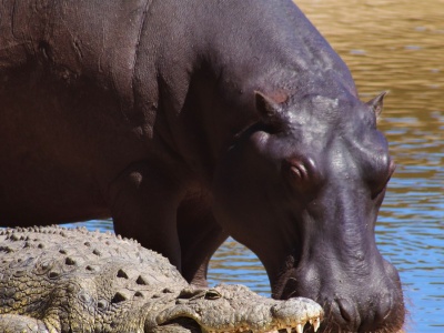 Dramatyczne skutki powodzi. Krokodyle i hipopotamy atakują ludzi na ulicach