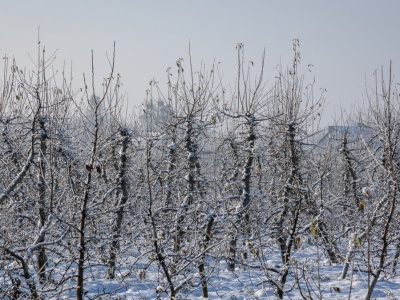 Naturalna ochrona drzew owocowych przed śniegiem. Bajecznie proste metody