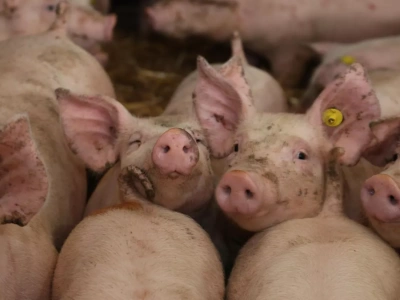 4 tys. stad zniknęło, a świń przybyło. Rynek trzody zmienił kurs