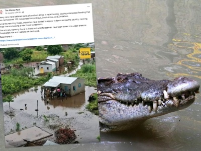 3 osoby zginęły w atakach krokodyli. Zwierzęta dotarły do miast. Wszystko przez powodzie