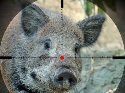 Kujawsko-Pomorskie skazane na ASF. Drastycznie obcięto odstrzał dzików