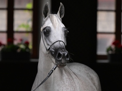 Arabski nabywca nie zapłacił za klacz z Michałowa