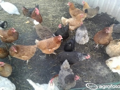 Rzekomy pomór drobiu 2026 rozprzestrzenia się w Polsce